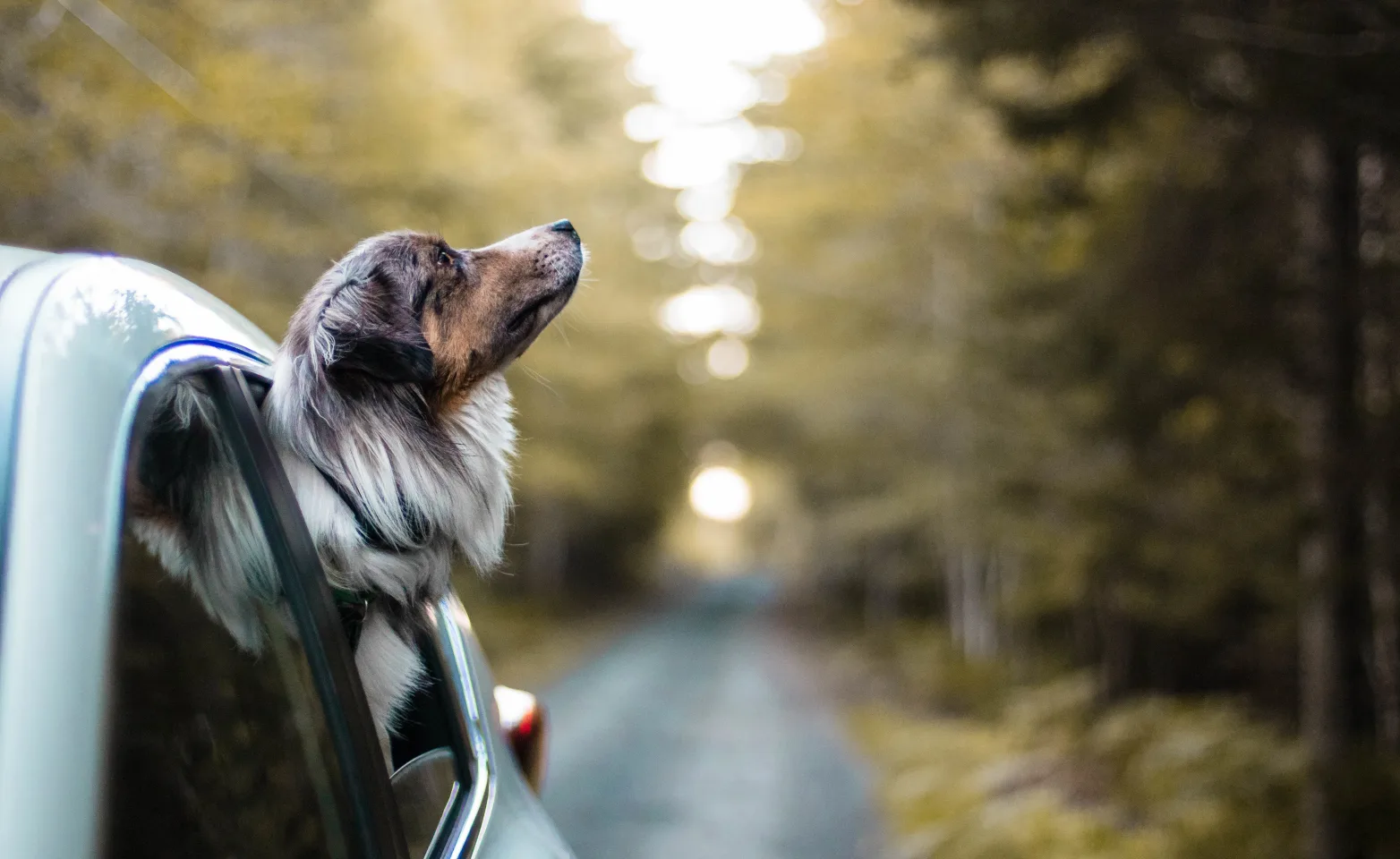 dog hanging out car window through forest